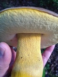 Boletus auripes image
