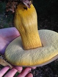 Boletus auripes image