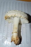 Amanita ravenelii image