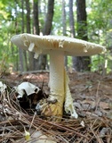 Amanita ravenelii image