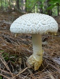 Amanita ravenelii image