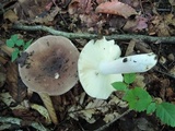 Russula brunneola image