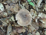 Russula brunneola image