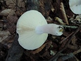 Russula brunneola image