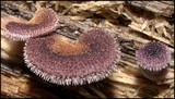 Panus neostrigosus image