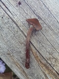 Cortinarius vernus image