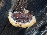 Phellinus gilvus image