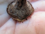 Coltricia perennis image