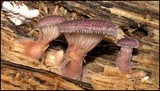 Panus neostrigosus image
