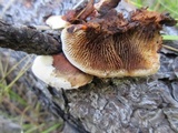 Gloeophyllum sepiarium image