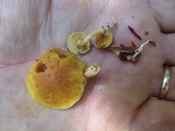 Gymnopilus penetrans image