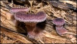 Lentinus strigosus image