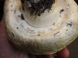 Agaricus crocodilinus image