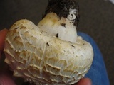 Agaricus crocodilinus image