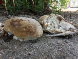 Inonotus dryadeus image