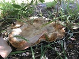 Inonotus dryadeus image
