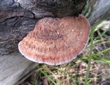 Rhodofomes cajanderi image