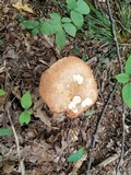 Tylopilus rubrobrunneus image