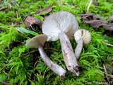 Lactarius pseudomucidus image