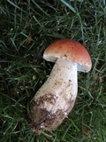 Boletus rubriceps image