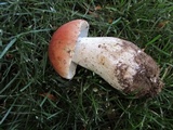Boletus rubriceps image