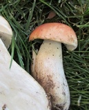Boletus rubriceps image