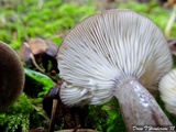 Lactarius pseudomucidus image