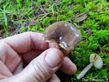 Lactarius pseudomucidus image