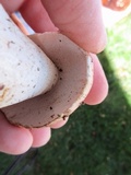 Boletus rubriceps image