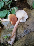 Hygrophorus pudorinus image