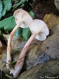 Hygrophorus pudorinus image