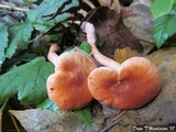 Hygrophorus pudorinus image
