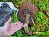 Tylopilus porphyrosporus image