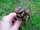 Psilocybe stuntzii image