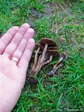 Psilocybe stuntzii image