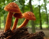 Tricholomopsis formosa image