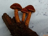 Tricholomopsis formosa image