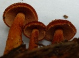 Tricholomopsis formosa image