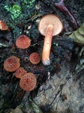 Tricholomopsis formosa image