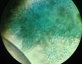 Tricholomopsis formosa image