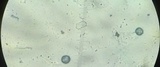 Tricholomopsis formosa image