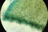 Tricholomopsis formosa image
