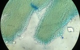 Tricholomopsis formosa image