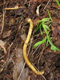 Tolypocladium capitatum image
