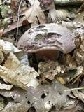Tylopilus plumbeoviolaceus image