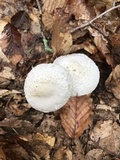 Amanita subcokeri image