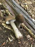 Oudemansiella furfuracea image