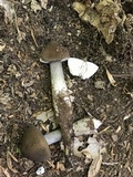 Oudemansiella furfuracea image
