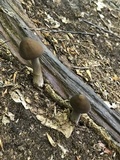 Oudemansiella furfuracea image