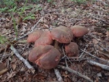 Boletus subluridellus image